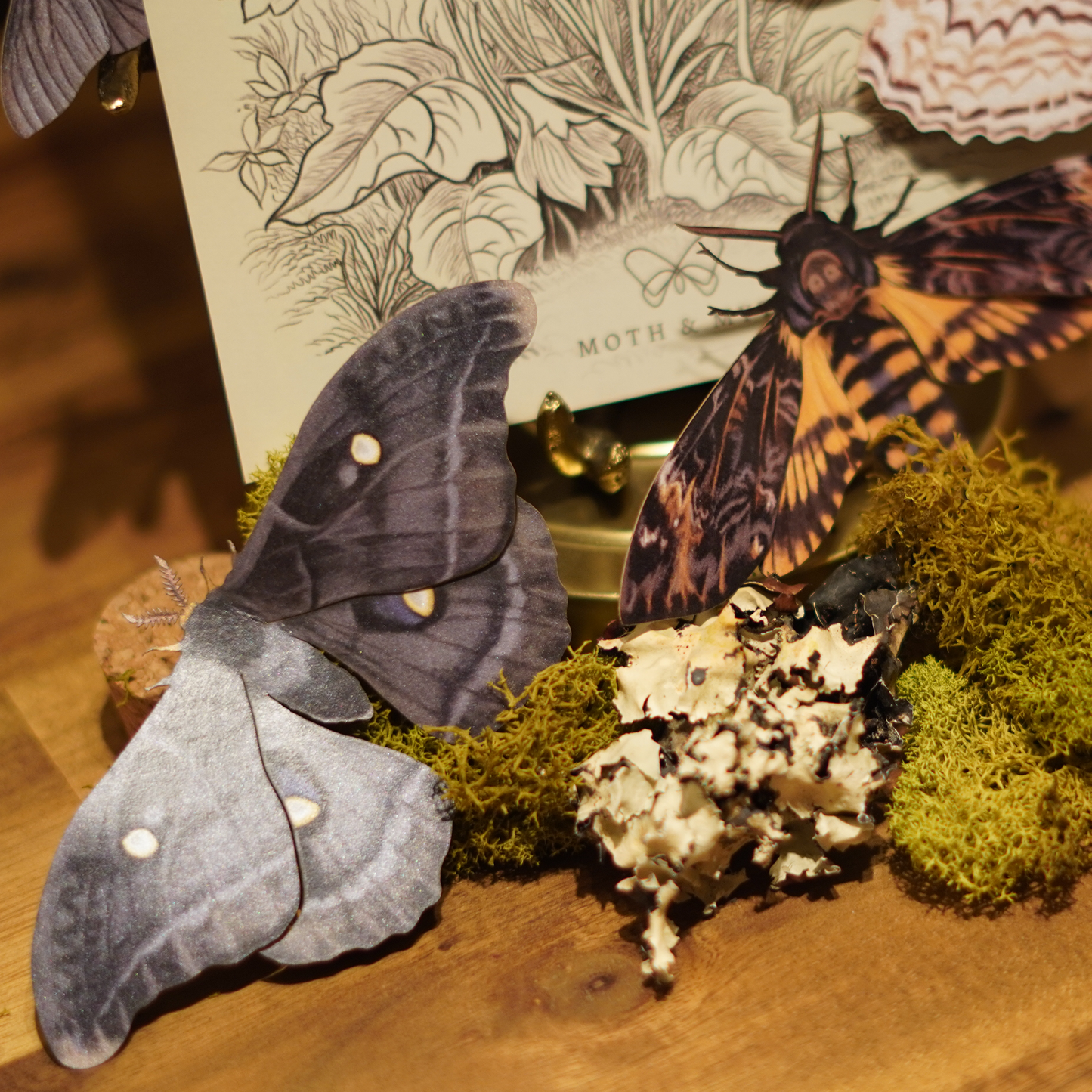 Lepidoptera Luxe Gift Set