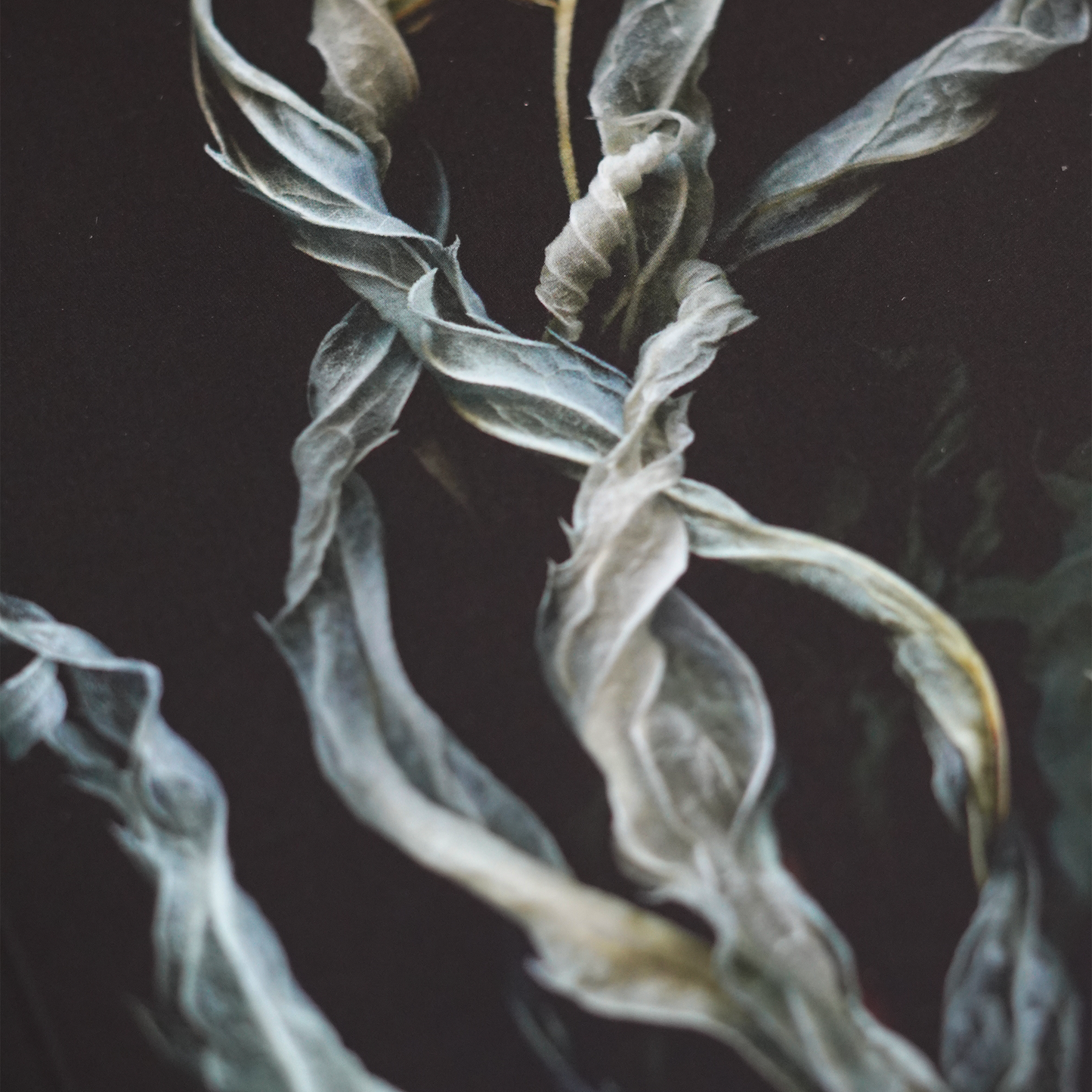 Velvet Botanica Journal