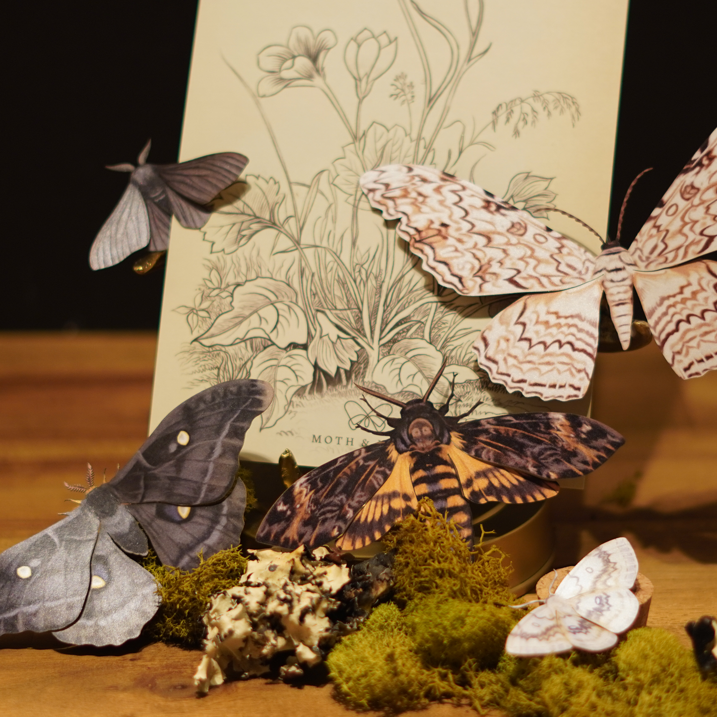 Lepidoptera Luxe Gift Set