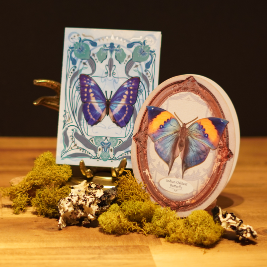 Jewel Wing Duo - Butterfly Greeting Card Set: Pack of 2